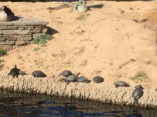 wall of turtles