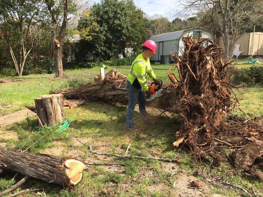 Tree and stump removal.