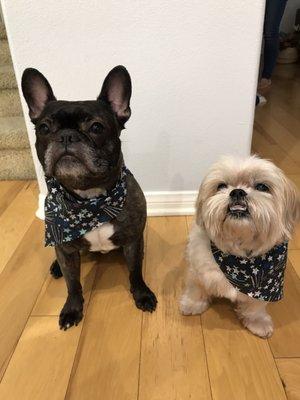 Charlie & Mylo after their visit to Mutt Cutts. Their matching bandanas are too adorable!