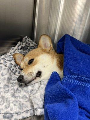 Our little pupperoni resting comfortably after her spay procedure.