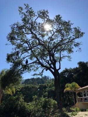 Cost live oak trimming