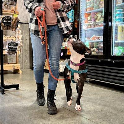 Ellie the mixed breed pays close attention to her trainer during her Intensive Training Program.