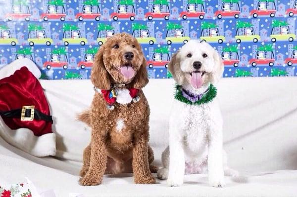 Shelby's Christmas photos with her brother and Santa just after being beautified by Anna at Zoom Groom :)