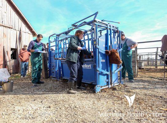 Livestock services on a field call near Manhattan, Kansas.