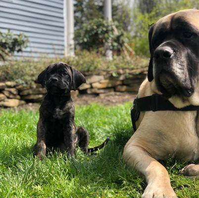 Coal is explaining things to his new little sister, Raven. Including that when she's a little bigger, she'll have a DogWatch collar, too!