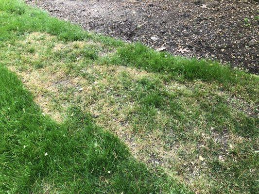 GreenTurf damaged my lawn due to a new young applicator who they seem to go through constantly.