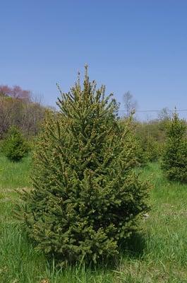 Cut-your-own organic White Spruce Christmas trees available weekends after Thanksgiving.