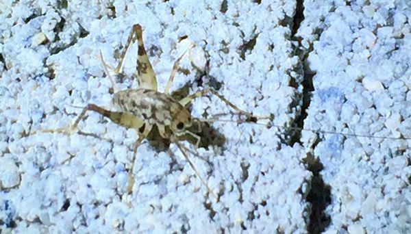 Camel cricket hanging out in a crawlspace.