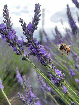 Bee Lavender