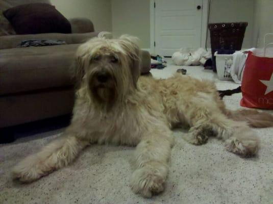 My clean, beautiful Briard... Thanks Kevin!