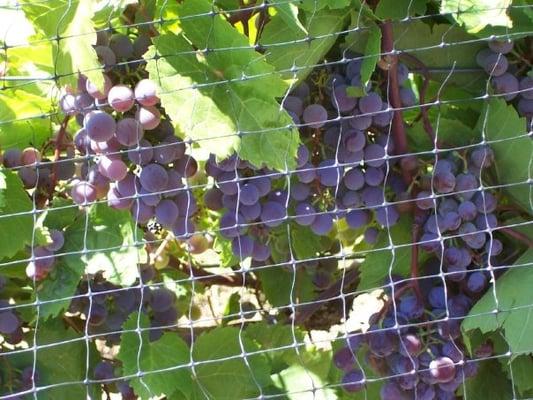 Grapes on the vine