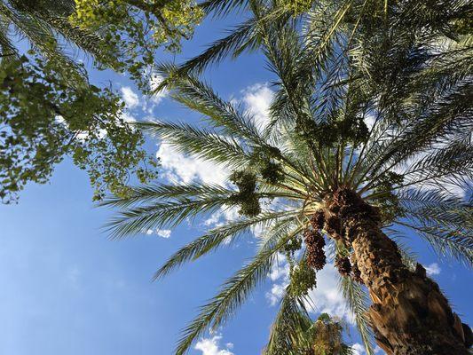 Our courtyard has some beautiful palms