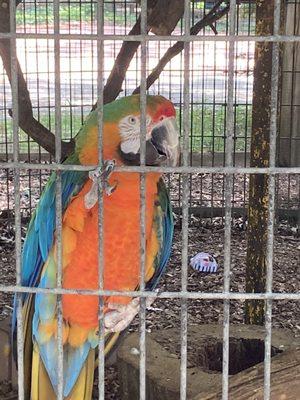 A very talkative macaw