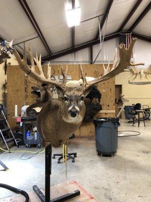 Monster buck