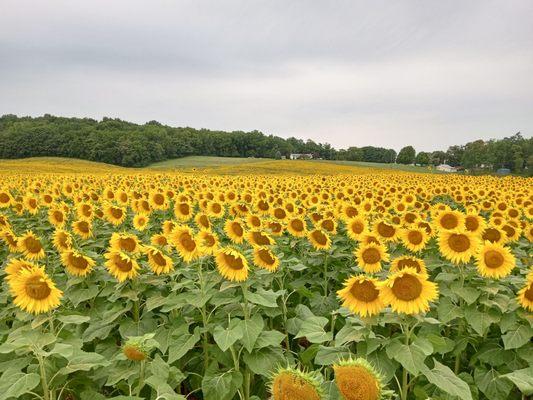 Sunflower Fields