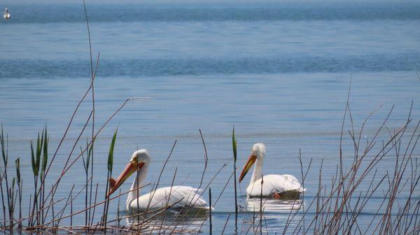 Willard Bay State Park