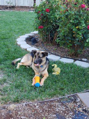 Apollo lounging in the yard with a couple of his toys