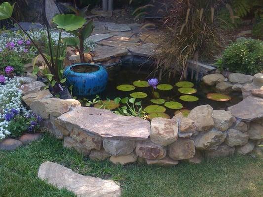 Andrew's small goldfish and plant pond.