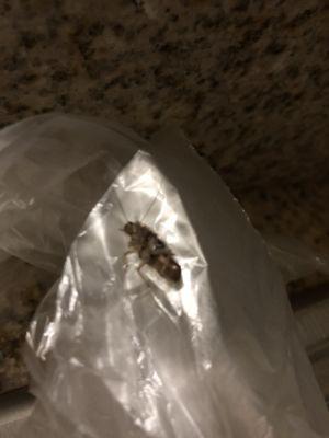 Roach in the room