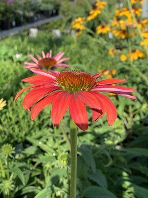 Coneflowers