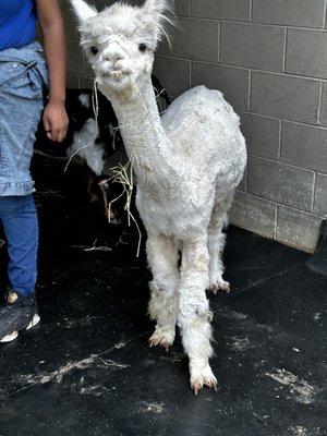 The cutest little alpaca!