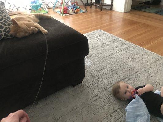 cat playing on couch