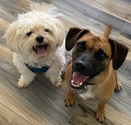 Rescued dogs Jack Jack and Nugget.  As very young puppies, Nugget and his 4 siblings were found abandoned in a box in MS.