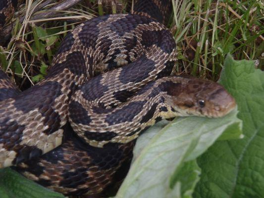 We remove many Fox and Garter snakes