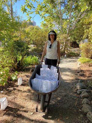 Setting up the luminarias!