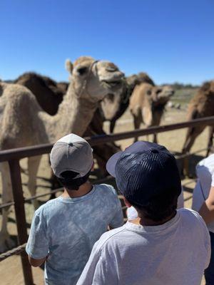 Up close with Camels