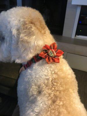 My F1B Mini Goldendoodle came home super fluffy and wearing a holiday bow on her collar.