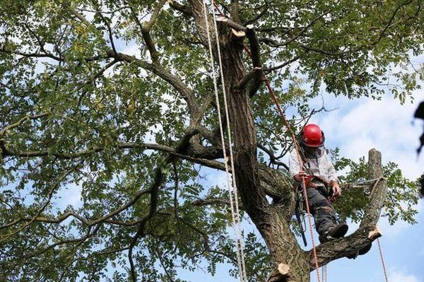 Cutting Edge Tree and Lawn