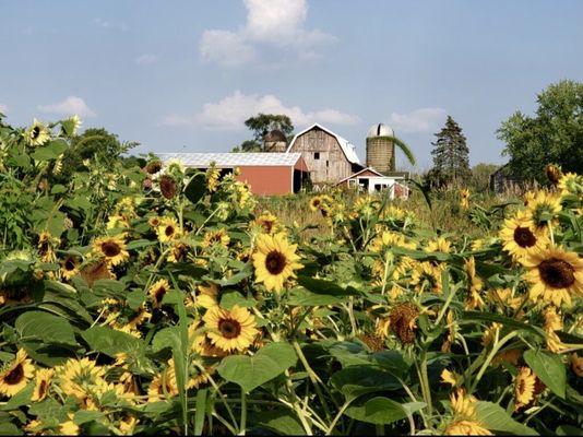 Farm house and sunflower fields