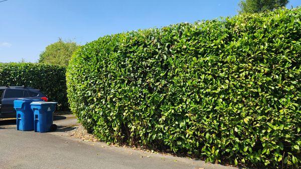 Heavily pruned back english laurels. Great shape, and clean appearance.