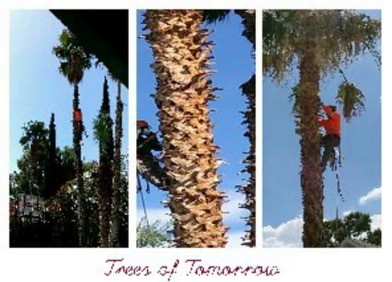 Trees of Tomorrow Trimming Services