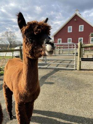 Pancho looks innocent, but don't stand behind him.  He's a gassy alpaca.