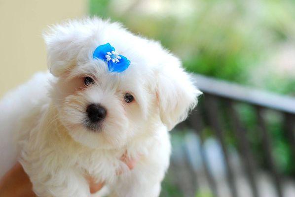 Maltese puppy