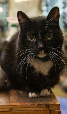 RIP Jerry 
THE SHOP CAT ALMOST MADE IT TO 18 YEARS OLD