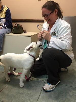 Another one of Sarasota's favorite veterinarians!  Dr. Carrie working her magic with one of her patients!