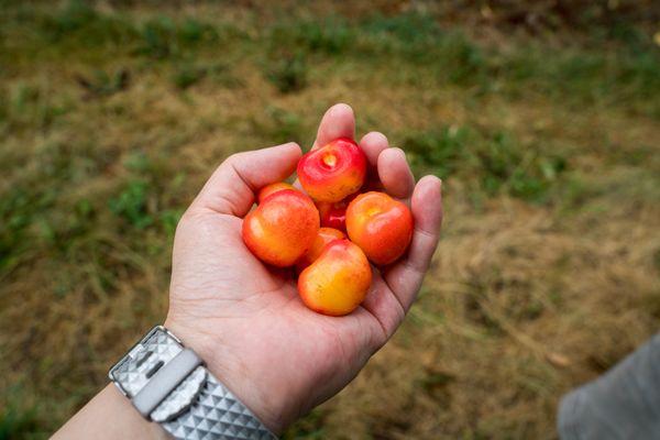 love these sweet cherries!