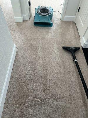 Ultimate Carpet Cleaners