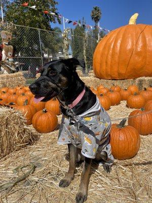 Lopez Ranch Pumpkin Patch & Christmas Trees