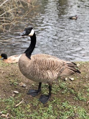 Canadian goose