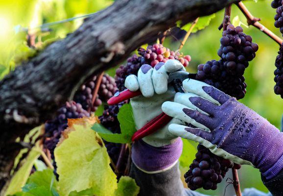 Sustainably farmed fruit in Oregon's Willamette Valley.