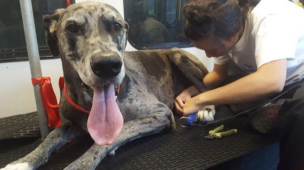 Zeke getting his Manicure (Nails filed) by groomer Phoebe