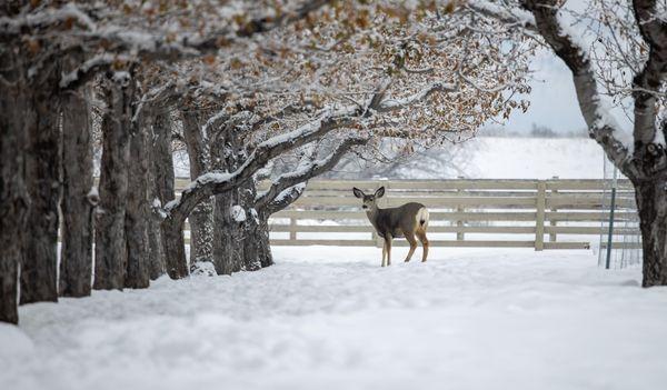 Deer in the Orchard getting a winter snack