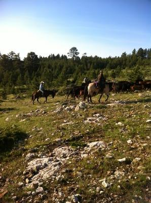 Herding cow/calf pairs at Klondike Ranch