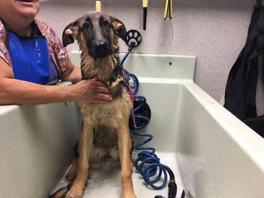 Easy setup, helpful attendants, we love coming here.  Everything you need to help clean your best fur friends.