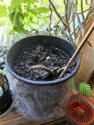 This is supposed to be a Gunerra.  Loose ball of not established roots in a pot with no growth.  :(