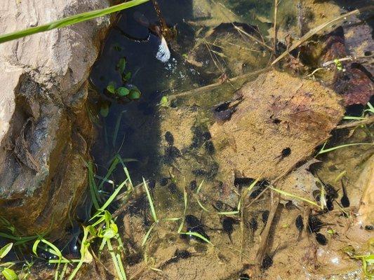 Tadpoles in the pond